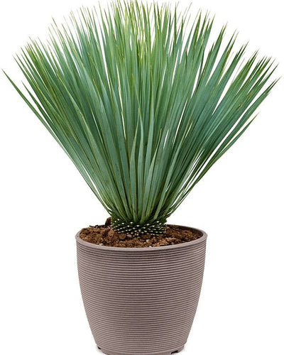 Beaked Yucca