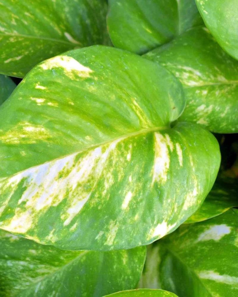 Money Plant (Holland)