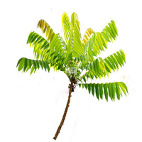 Bilimbi Fruit