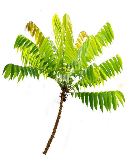 Bilimbi Fruit