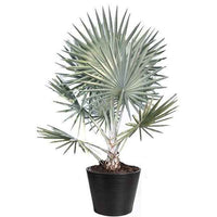 Silver Bismarck Palm