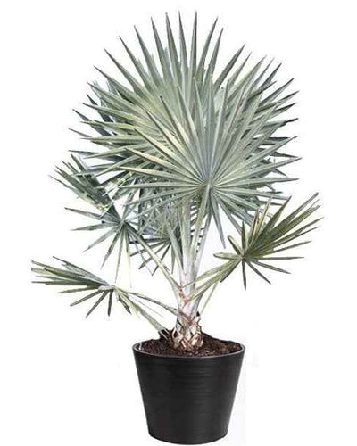Silver Bismarck Palm