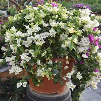 Bougainvillea Bushy