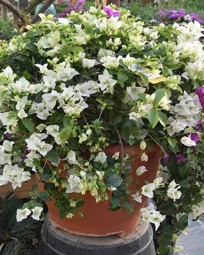 Bougainvillea Bushy
