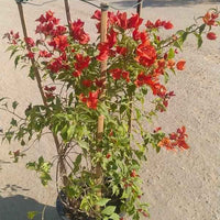 Bougainvillea Glabra