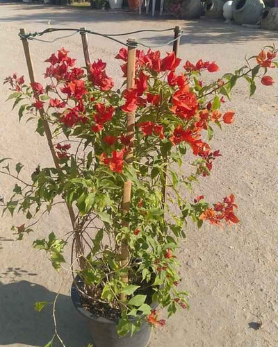 Bougainvillea Glabra