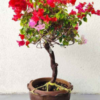Bougainvillea One Head Grafted