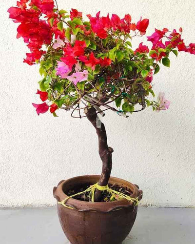 Bougainvillea One Head Grafted