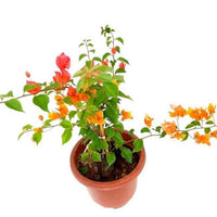 Bougainvillea