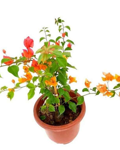 Bougainvillea