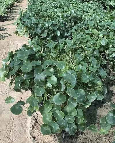 Brahmi Water Plant