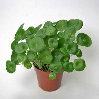 Brahmi Water Plant