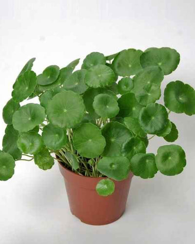 Brahmi Water Plant