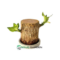Brazilian Wood