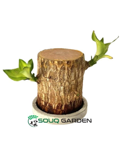 Brazilian Wood