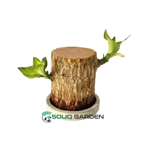 brazilian wood plant deutsch Brazilian Wood – Souq Garden