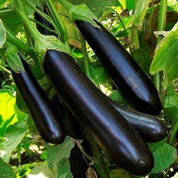 Brinjal Long