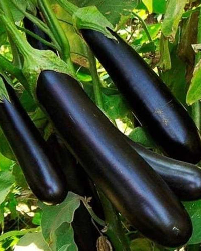 Brinjal Long