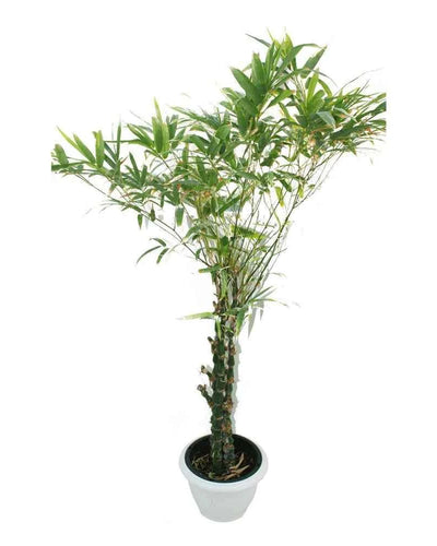 Buddha Bamboo
