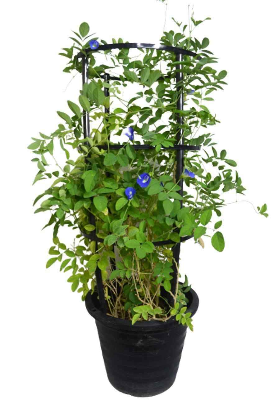 Morning Glory – Butterfly Pea Plant