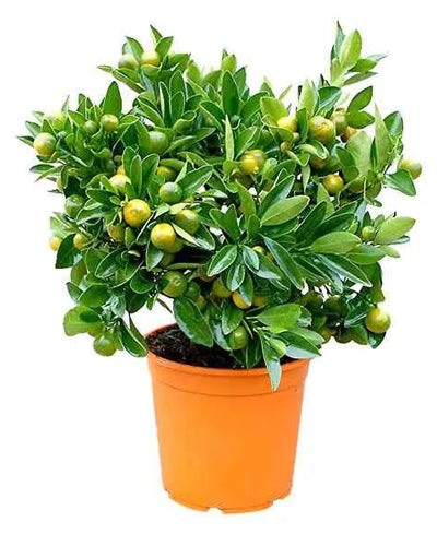 Calamansi