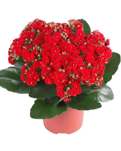 Kalanchoe