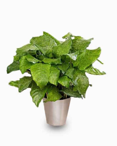 Calathea Network