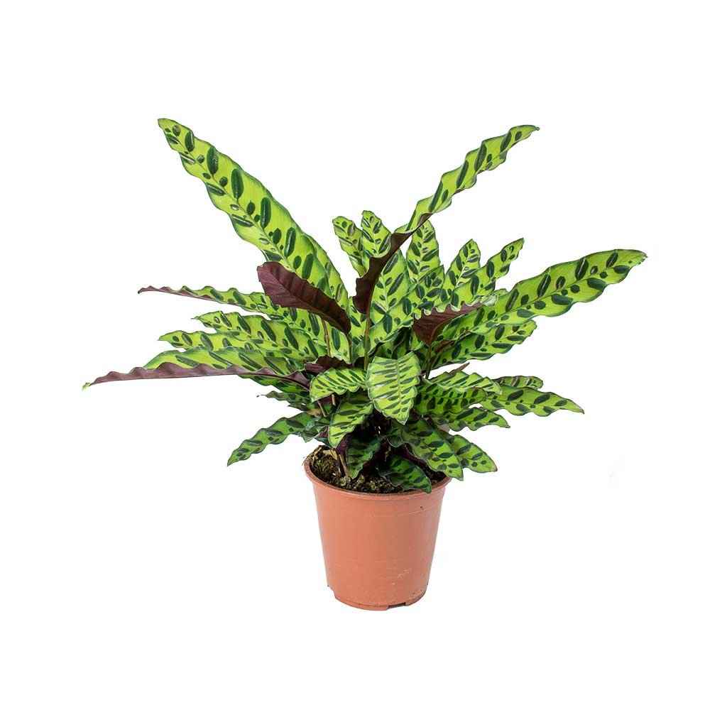 Calathea Lancifolia (Rattlesnake Plant)