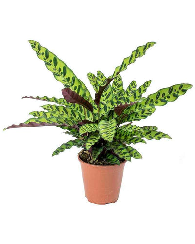 Calathea Lancifolia (Rattlesnake Plant)