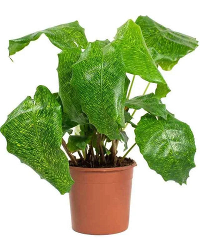 Calathea Network
