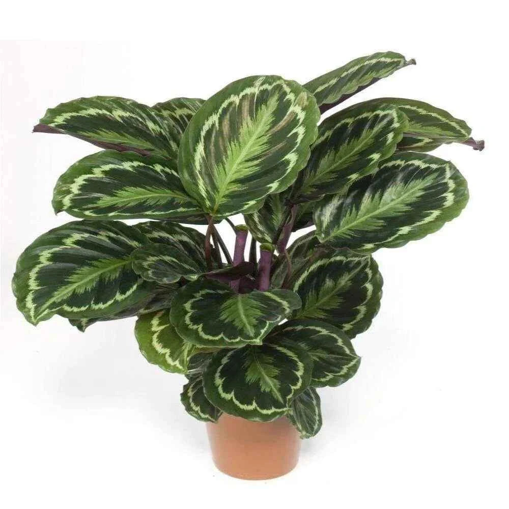Calathea (Peacock Plant)