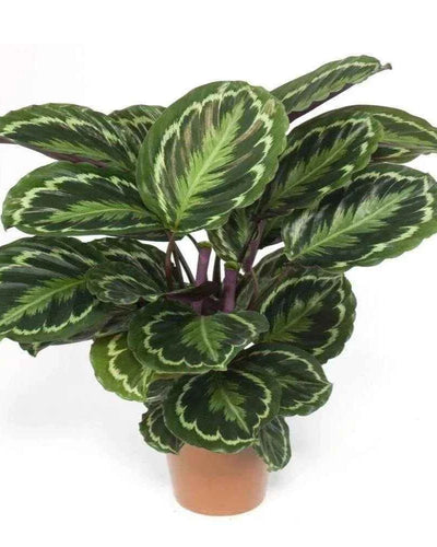 Calathea (Peacock Plant)