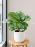 Calathea Orbifolia - Souq Garden