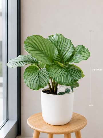 Calathea Orbifolia - Souq Garden