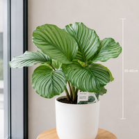 Calathea Orbifolia