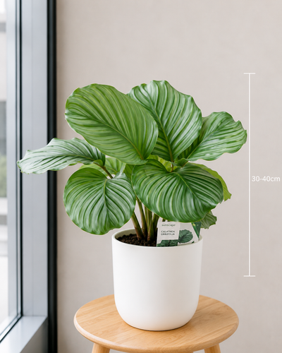Calathea Orbifolia