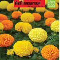 Tagete  Mix Seeds