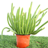 Caralluma Cactus Dubai & UAE | Low-Maintenance Succulent – Souq Garden
