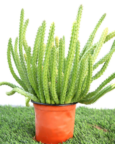 Caralluma Cactus