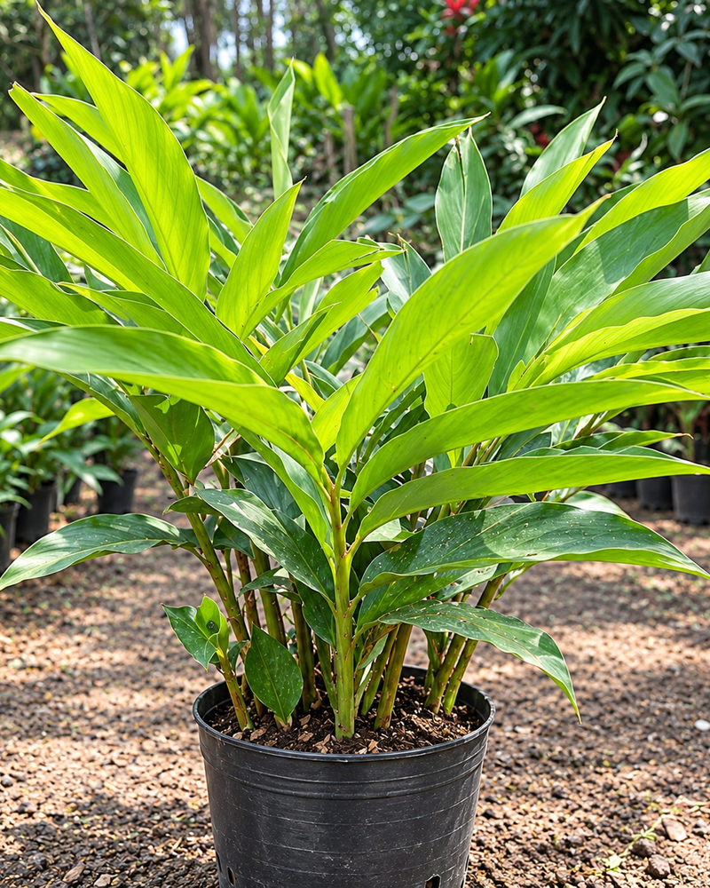 Cardamom Plant
