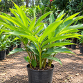 Cardamom Plant