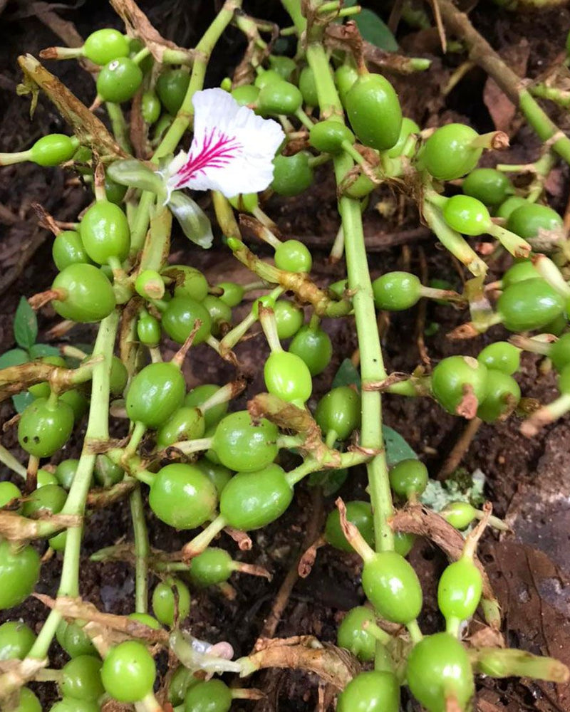 Cardamom Plant