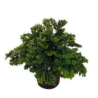 Carissa Grandiflora