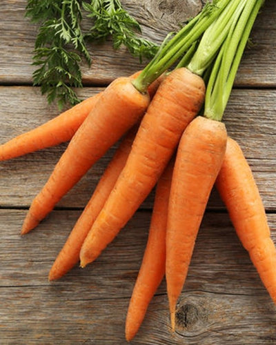 Carrot