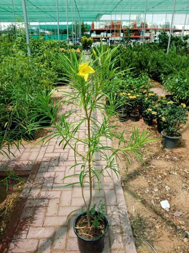 Thevetia – Yellow Oleander