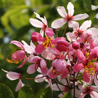 Cassia Javanica – Apple-Blossom Cassia
