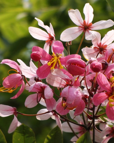 Cassia Javanica – Apple-Blossom Cassia