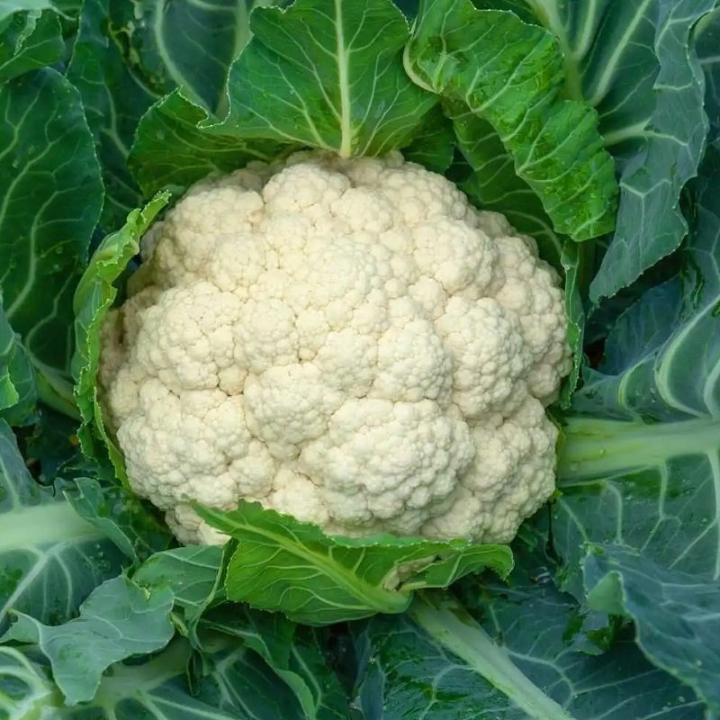 Cauliflower
