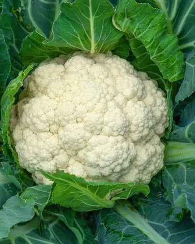 Cauliflower
