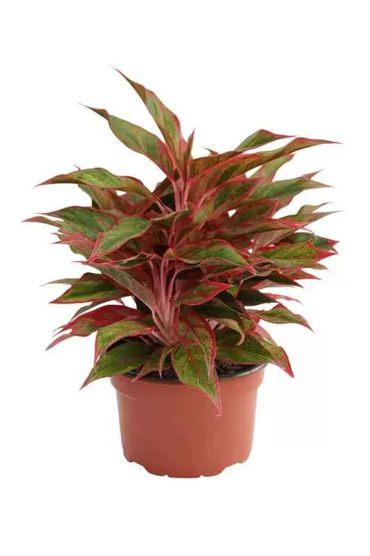 Aglaonema Pink